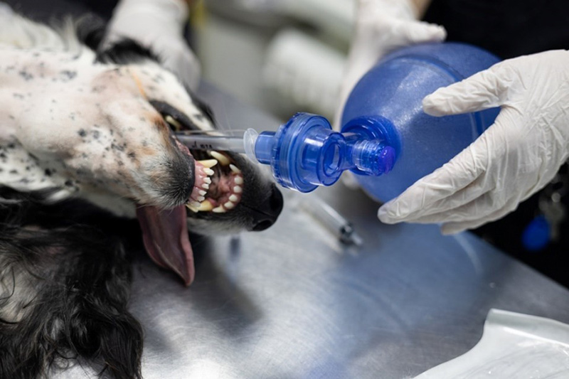 Carrington Blog How To Give A Puppy CPR