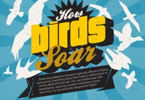 How Do Birds Soar?