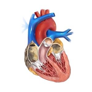 Scientists are looking towards low triglyceride levels to help prevent heart disease.