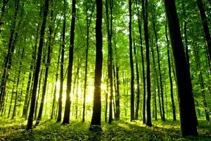 There are easy ways that college students can help the environment.