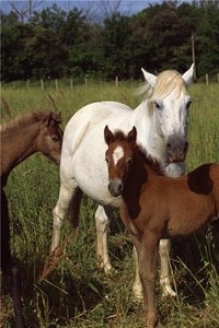 With the passage of the Veterinary Medicine Mobility Act, vets may soon be able to resume transporting important drugs to patients in rural areas.