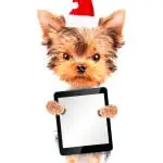 Boule Credit: Boule/Shutterstock