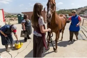 Vet Tech Students Training